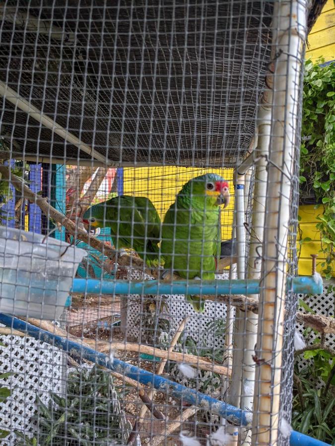 Yocamatsu Bed & Breakfast Caye Caulker Luaran gambar